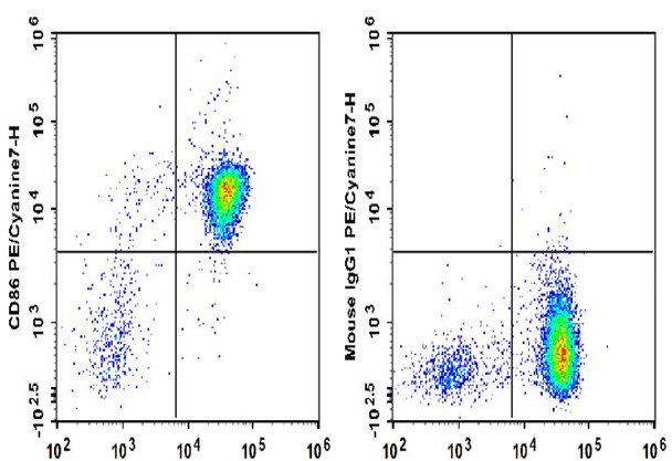 PE/Cyanine7 Anti-Human CD86 Antibody [BU63] (AGEL0648)