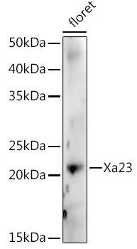 Western blot analysis of extracts of various tissues from the japonica rice (Oryza sativa L. ) variety Zhonghua 11, using Xa23 antibody at 1:1000 dilution. Secondary antibody: HRP Goat Anti-Rabbit IgG (H+L) at 1:10000 dilution. Lysates/proteins: 25ug per lane. Blocking buffer: 3% nonfat dry milk in TBST. Detection: ECL Enhanced Kit. Exposure time: 30s.
