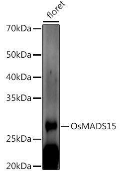 Western blot analysis of extracts of various tissues from the japonica rice (Oryza sativa L. ) variety Zhonghua 11, using OsMADS15 antibody at 1:1000 dilution. Secondary antibody: HRP Goat Anti-Rabbit IgG (H+L) at 1:10000 dilution. Lysates/proteins: 25ug per lane. Blocking buffer: 3% nonfat dry milk in TBST. Detection: ECL Enhanced Kit. Exposure time: 60s.