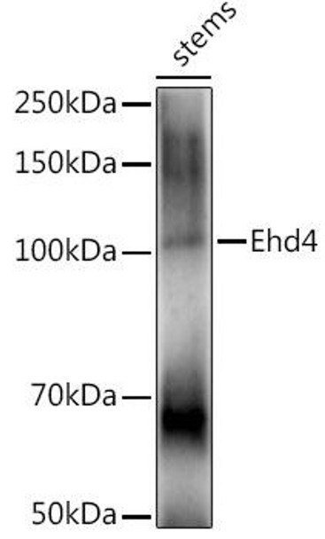 Western blot analysis of extracts of various tissues from the japonica rice (Oryza sativa L. ) variety Zhonghua 11, using Ehd4 antibody at 1:1000 dilution. Secondary antibody: HRP Goat Anti-Rabbit IgG (H+L) at 1:10000 dilution. Lysates/proteins: 25ug per lane. Blocking buffer: 3% nonfat dry milk in TBST. Detection: ECL Enhanced Kit. Exposure time: 120s.