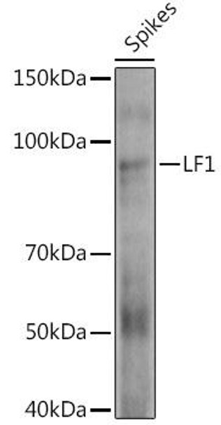 Western blot analysis of extracts of various tissues from the japonica rice (Oryza sativa L. ) variety Zhonghua 11, using LF1 antibody at 1:1000 dilution. Secondary antibody: HRP Goat Anti-Rabbit IgG (H+L) at 1:10000 dilution. Lysates/proteins: 25ug per lane. Blocking buffer: 3% nonfat dry milk in TBST. Detection: ECL Enhanced Kit. Exposure time: 60s.