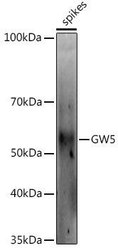 Western blot analysis of extracts of various tissues from the japonica rice (Oryza sativa L. ) variety Zhonghua 11, using GW5 antibody at 1:1000 dilution. Secondary antibody: HRP Goat Anti-Rabbit IgG (H+L) at 1:10000 dilution. Lysates/proteins: 25ug per lane. Blocking buffer: 3% nonfat dry milk in TBST. Detection: ECL Enhanced Kit. Exposure time: 60s.