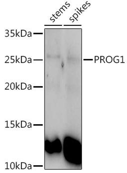 Western blot analysis of extracts of various tissues from the japonica rice (Oryza sativa L. ) variety Zhonghua 11, using PROG1 antibody at 1:1000 dilution. Secondary antibody: HRP Goat Anti-Rabbit IgG (H+L) at 1:10000 dilution. Lysates/proteins: 25ug per lane. Blocking buffer: 3% nonfat dry milk in TBST. Detection: ECL Enhanced Kit. Exposure time: 120s.