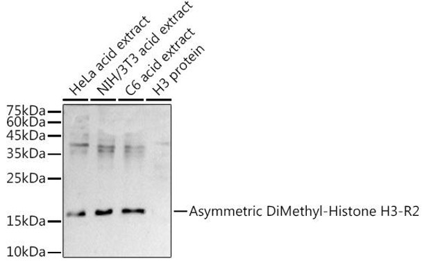 Western blot analysis of extracts of various cell lines, using Asymmetric DiMethyl-Histone H3-R2 antibody at 1:500 dilution. Secondary antibody: HRP Goat Anti-Rabbit IgG (H+L) at 1:10000 dilution. Lysates/proteins: 25ug per lane. Blocking buffer: 3% nonfat dry milk in TBST. Detection: ECL Enhanced Kit. Exposure time: 90s.