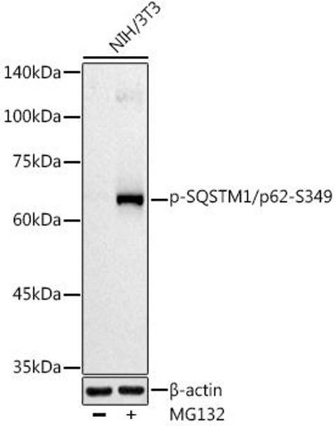 Western blot analysis of extracts of NIH/3T3 cells, using Phospho-SQSTM1/p62-S349 antibody at 1:500 dilution. NIH/3T3 cells were treated by MG132(50 Î¼M) at 37â„ƒ for 90 minutes. Secondary antibody: HRP Goat Anti-Rabbit IgG (H+L) at 1:10000 dilution. Lysates/proteins: 25ug per lane. Blocking buffer: 3% nonfat dry milk in TBST. Detection: ECL Basic Kit. Exposure time: 90s.