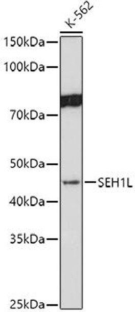 Western blot analysis of extracts of K-562 cells, using SEH1L antibody at 1:1000 dilution. Secondary antibody: HRP Goat Anti-Rabbit IgG (H+L) at 1:10000 dilution. Lysates/proteins: 25ug per lane. Blocking buffer: 3% nonfat dry milk in TBST. Detection: ECL Basic Kit. Exposure time: 180s.