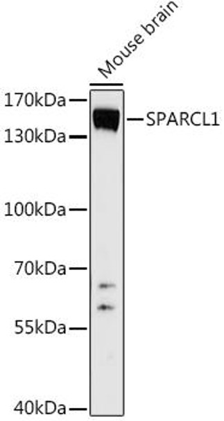 Western blot analysis of extracts of Mouse brain, using SPARCL1 antibody at 1:1000 dilution. Secondary antibody: HRP Goat Anti-Rabbit IgG (H+L) at 1:10000 dilution. Lysates/proteins: 25ug per lane. Blocking buffer: 3% nonfat dry milk in TBST. Detection: ECL Basic Kit. Exposure time: 90s.