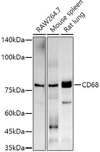 Western blot analysis of extracts of various cell lines, using CD68 antibody at 1:1000 dilution. Secondary antibody: HRP Goat Anti-Rabbit IgG (H+L) at 1:10000 dilution. Lysates/proteins: 25ug per lane. Blocking buffer: 3% nonfat dry milk in TBST. Detection: ECL Basic Kit. Exposure time: 90s.