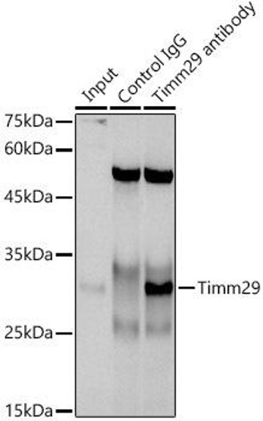 Immunoprecipitation analysis of 300ug extracts of A-549 cells using 3ug Timm29 antibody . Western blot was performed from the immunoprecipitate using Timm29 antibody at a dilition of 1:1000.