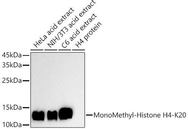 Western blot analysis of extracts of various cell lines, using MonoMethyl-Histone H4-K20 antibody at 1:500 dilution. Secondary antibody: HRP Goat Anti-Rabbit IgG (H+L) at 1:10000 dilution. Lysates/proteins: 25ug per lane. Blocking buffer: 3% nonfat dry milk in TBST. Detection: ECL Basic Kit. Exposure time: 180s.