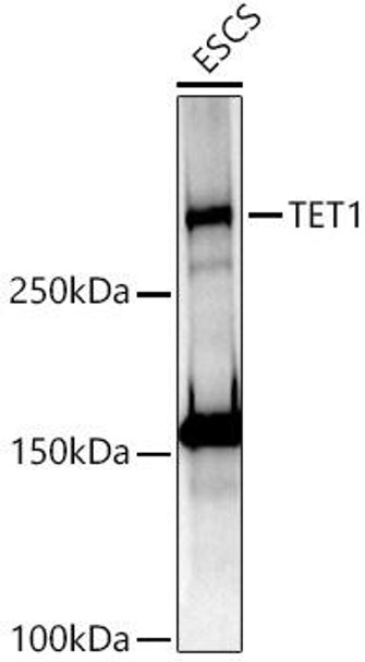 Western blot analysis of extracts of ESCS cells, using TET1 antibody at 1:1000 dilution. Secondary antibody: HRP Goat Anti-Rabbit IgG (H+L) at 1:10000 dilution. Lysates/proteins: 25ug per lane. Blocking buffer: 3% nonfat dry milk in TBST. Detection: ECL Basic Kit. Exposure time: 90s.