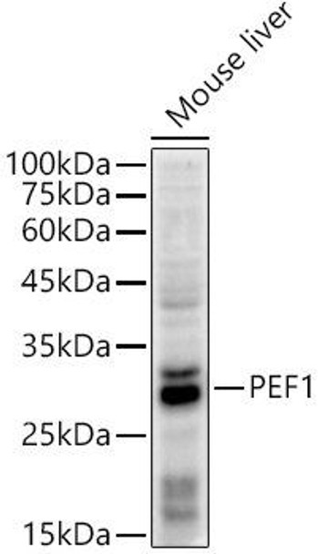 Western blot analysis of extracts of Mouse liver, using PEF1 antibody at 1:500 dilution. Secondary antibody: HRP Goat Anti-Rabbit IgG (H+L) at 1:10000 dilution. Lysates/proteins: 25ug per lane. Blocking buffer: 3% nonfat dry milk in TBST. Detection: ECL Enhanced Kit. Exposure time: 60s.