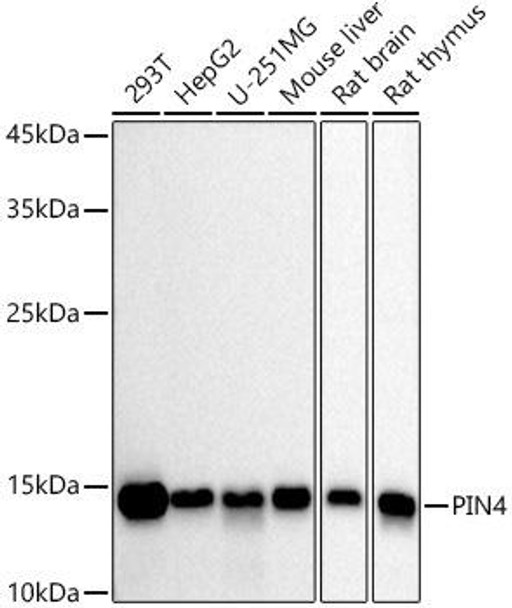 Western blot analysis of extracts of various cell lines, using PIN4 antibody at 1:1000 dilution. Secondary antibody: HRP Goat Anti-Rabbit IgG (H+L) at 1:10000 dilution. Lysates/proteins: 25ug per lane. Blocking buffer: 3% nonfat dry milk in TBST. Detection: ECL Basic Kit. Exposure time: 30s.