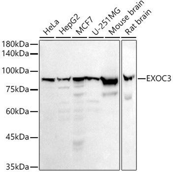 Western blot analysis of extracts of various cell lines, using EXOC3 antibody at 1:1000 dilution. Secondary antibody: HRP Goat Anti-Rabbit IgG (H+L) at 1:10000 dilution. Lysates/proteins: 25ug per lane. Blocking buffer: 3% nonfat dry milk in TBST. Detection: ECL Basic Kit. Exposure time: 180s.