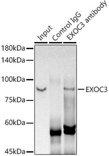 Immunoprecipitation analysis of 300ug extracts of MCF7 cells using 3ug EXOC3 antibody . Western blot was performed from the immunoprecipitate using EXOC3 antibody at a dilition of 1:1000.