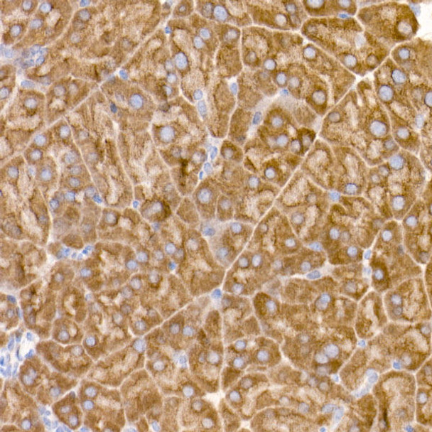 Immunohistochemistry of paraffin-embedded mouse pancreas using eIF1A Rabbit mAb at dilution of 1:50 (40x lens). Perform high pressure antigen retrieval with 10 mM citrate buffer pH 6. 0 before commencing with IHC staining protocol.