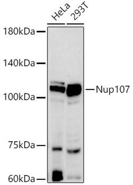 Western blot analysis of extracts of various cell lines, using Nup107 antibody at 1:500 dilution. Secondary antibody: HRP Goat Anti-Rabbit IgG (H+L) at 1:10000 dilution. Lysates/proteins: 25ug per lane. Blocking buffer: 3% nonfat dry milk in TBST. Detection: ECL Basic Kit. Exposure time: 60s.