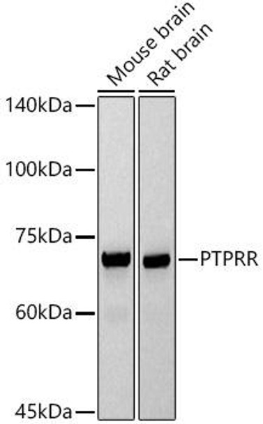 Western blot analysis of extracts of various cell lines, using PTPRR antibody at 1:1000 dilution. Secondary antibody: HRP Goat Anti-Rabbit IgG (H+L) at 1:10000 dilution. Lysates/proteins: 25ug per lane. Blocking buffer: 3% nonfat dry milk in TBST. Detection: ECL Basic Kit. Exposure time: 30s.