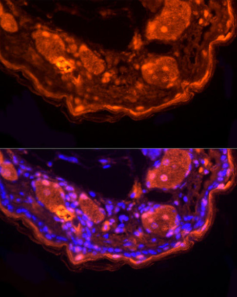 Immunofluorescence analysis of mouse skin using LORICRIN Rabbit pAb at dilution of 1:200 (40x lens). Blue: DAPI for nuclear staining.