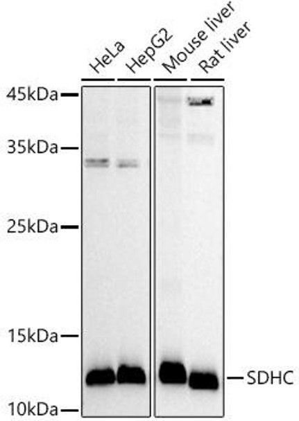 Western blot analysis of extracts of various cell lines, using SDHC antibody at 1:1000 dilution. Secondary antibody: HRP Goat Anti-Rabbit IgG (H+L) at 1:10000 dilution. Lysates/proteins: 25ug per lane. Blocking buffer: 3% nonfat dry milk in TBST. Detection: ECL Basic Kit. Exposure time: 30s.