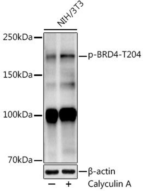 Western blot analysis of extracts of NIH/3T3 cells, using at 1:1000 dilution. NIH/3T3 cells were treated by Calyculin A (100 nM) for 30 minutes with NaCl (400mM) after serum-starvation 16-20 hours. Secondary antibody: HRP Goat Anti-Rabbit IgG (H+L) at 1:10000 dilution. Lysates/proteins: 25ug per lane. Blocking buffer: 3% nonfat dry milk in TBST. Detection: ECL Enhanced Kit. Exposure time: 90s.