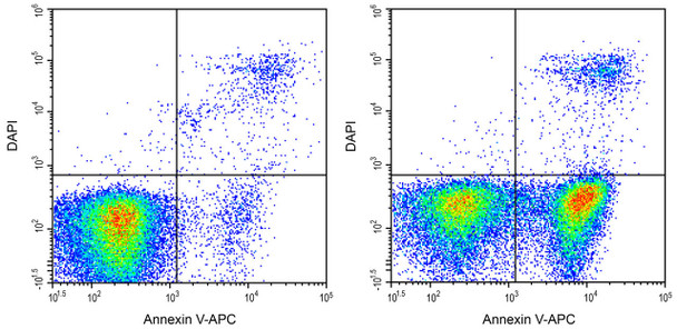 Jurkat cells were treated with 5 μM Camptothecin and detected with this reagent and Annexin V-APC.