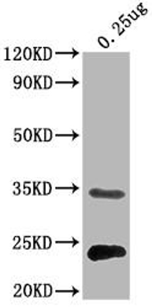 Western Blot<br />
Positive WB detected in Recombinant protein<br />
All lanes:eutC antibody at 1:2000<br />
Secondary<br />
Goat polyclonal to rabbit IgG at 1/50000 dilution<br />
Predicted band size: 32 kDa<br />
Observed band size: 32 kDa<br />