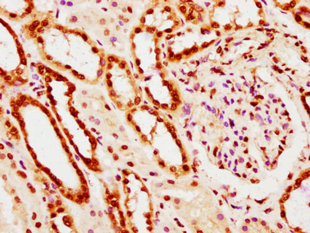 IHC image of PACO65042 diluted at 1:10 and staining in paraffin-embedded human kidney tissue performed on a Leica BondTM system. After dewaxing and hydration, antigen retrieval was mediated by high pressure in a citrate buffer (pH 6.0). Section was blocked with 10% normal goat serum 30min at RT. Then primary antibody (1% BSA) was incubated at 4&deg;C overnight. The primary is detected by a biotinylated secondary antibody and visualized using an HRP conjugated SP system.