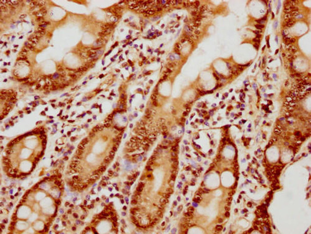 IHC image of PACO65072 diluted at 1:10 and staining in paraffin-embedded human small intestine tissue performed on a Leica BondTM system. After dewaxing and hydration, antigen retrieval was mediated by high pressure in a citrate buffer (pH 6.0). Section was blocked with 10% normal goat serum 30min at RT. Then primary antibody (1% BSA) was incubated at 4&deg;C overnight. The primary is detected by a biotinylated secondary antibody and visualized using an HRP conjugated SP system.