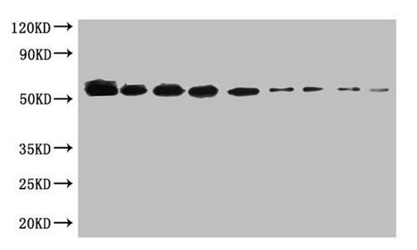 WB:SUMO-tagged fusion protein(20ng/ml) was subjected to SDS-PAGE followed by Western Blot with MACO0650 at dilution of<br />
Lane 1:1000  Lane 4:8000   Lane 7:64000<br />
Lane 2:2000  Lane 5:16000  Lane 8:128000<br />
Lane 3:4000  Lane 6:32000  Lane 9:256000<br />
Secondary<br />
Goat polyclonal to Mouse IgG at 1/5000 dilution<br />
Predicted band size:55kd<br />
Observed band size:55kd<br />