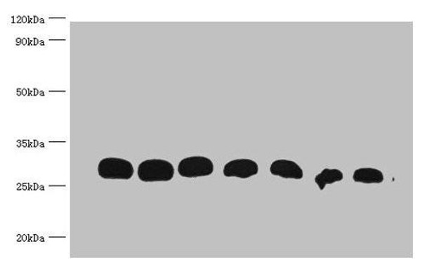 All lanes : Recombinant GST Protein at 30ng/ml<br />
Line 1:Mouse Anti-GST monoclonal antibody at 1:1000<br />
Line2:Mouse Anti-GST monoclonal antibody at 1:2000<br />
Line3:Mouse Anti-GST monoclonal antibody at 1:5000<br />
Line4:Mouse Anti-GST monoclonal antibody at 1:10000<br />
Line5:Mouse Anti-GST monoclonal antibody at 1:20000<br />
Line6:Mouse Anti-GST monoclonal antibody at 1:40000<br />
Line7:Mouse Anti-GST monoclonal antibody at 1:80000<br />
Predicted band size : 28kd<br />
Observed band size : 30kd<br />