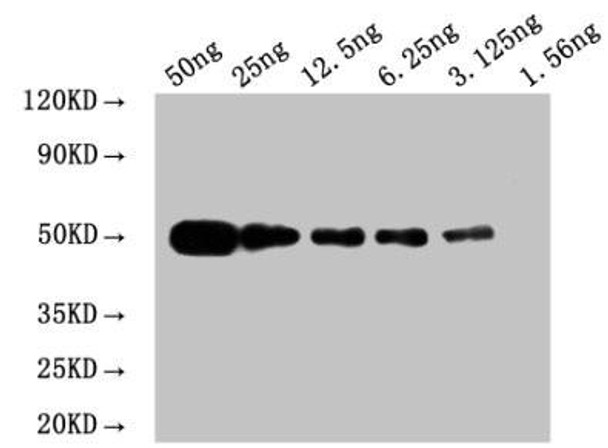 WB: Mouse anti Myc-tagged fusion protein Monoclonal antibody at 1.6&micro;g/ml<br />
Lane 1: Recombinant Myc-tagged fusion protein at 50ng<br />
Lane 2: Recombinant Myc-tagged fusion protein at 25ng<br />
Lane 3: Recombinant Myc-tagged fusion protein at 12.25ng<br />
Lane 4: Recombinant Myc-tagged fusion protein at 6.25ng<br />
Lane 5: Recombinant Myc-tagged fusion protein at 3.125ng<br />
Lane 6: Recombinant Myc-tagged fusion protein at 1.5625ng<br />
Secondary<br />
Goat polyclonal to Mouse IgG at 1/50000 dilution<br />
Predicted band size: 50 kd<br />
Observed band size: 50 kd<br />