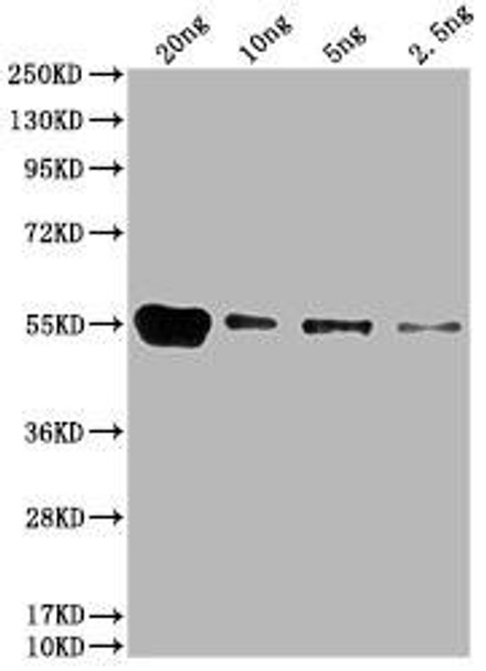 Western Blot<br />
Positive WB detected in: HIS fusion protein 1 at 20ng, 10ng, 5ng, 2.5ng<br />
All lanes: HIS antibody at 1:1000<br />
Secondary<br />
Goat polyclonal to mouse IgG at 1/50000 dilution<br />
Predicted band size: 55 kDa<br />
Observed band size: 55 kDa<br />