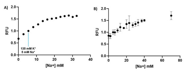 Figure 5: Increases in ING-2 fluorescence in response to [Na+ ]. A) Titration of ING-2 in 12.5 mM TRIS-Cl (pH = 7.4) buffer containing BSA (0.25 w/v%) and Mg2+ (1.2 mM) over a physiologically relevant range of [Na+ ] + [K+ ] concentrations. [Na+ ] + [K+ ] = 140 mM. B)Intracellular calibration of ING-2 loaded in CHO K1 cells. Calibrations were performed using gramicidin (5 μM) and fluorescence was recorded 90 min. after buffer exchange using a Cytation 5 plate reader. All data was normalized to the fluorescence (Ex: 525 nm, Em:545 nm) at [K+ ] = 135 mM and [Na+ ] = 5 mM. Error bars represent standard deviation (n = 3).