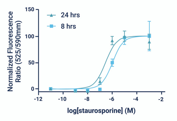 Figure 3. Dose response curves of HeLa cells treated with staurosporine, an apoptosis-inducing protein kinase inhibitor. Measurements were acquired on the same cell populations 8 and 24 hours post- treatment. Fluorescence intensities were acquired using a plate reader (Ex/Em 490nm/525nm and 540nm/590nm).