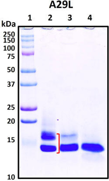 Figure 1. Deglycosylation analysis of purified recombinant proteins. The same amount of purified proteins were untreated (Lane 2) or treated with protein deglycosylation enzymes under native (Lane 3) or reducing (Lane 4) conditions. Deglycosylation treatment resulted in a mobility shift of the protein to produce one reduced band at the expected size, thus indicating that the untreated recombinant protein (Lane 2) was glycosylated. Lane 1: protein standard ladder (kDa). Lane 2: untreated protein. Lane 3: treated protein with deglycosylation enzymes under native conditions. Lane 4: treated protein with deglycosylation enzymes under denature conditions.