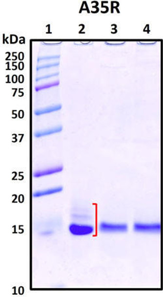 Figure 1. Deglycosylation analysis of purified recombinant proteins. The same amount of purified proteins were untreated (Lane 2) or treated with protein deglycosylation enzymes under native (Lane 3) or reducing (Lane 4) conditions. Deglycosylation treatment resulted in a mobility shift of the protein to produce one reduced band at the expected size, thus indicating that the untreated recombinant protein (Lane 2) was glycosylated. Lane 1: protein standard ladder (kDa). Lane 2: untreated protein. Lane 3: treated protein with deglycosylation enzymes under native conditions. Lane 4: treated protein with deglycosylation enzymes under denature conditions.