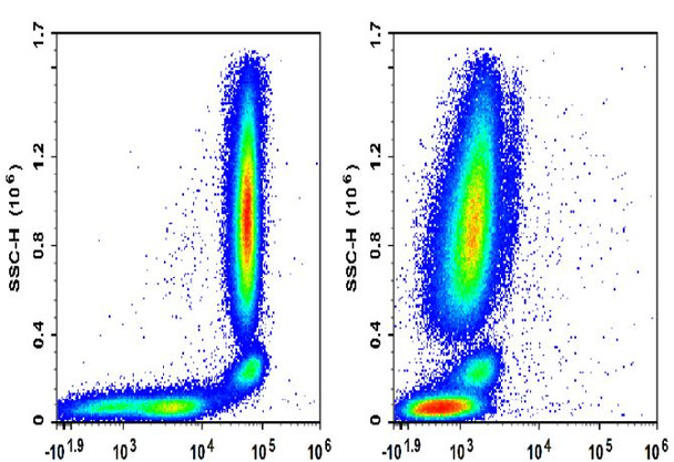 FITC Anti-Human CD32 Antibody [IV-3] (AGEL1073)