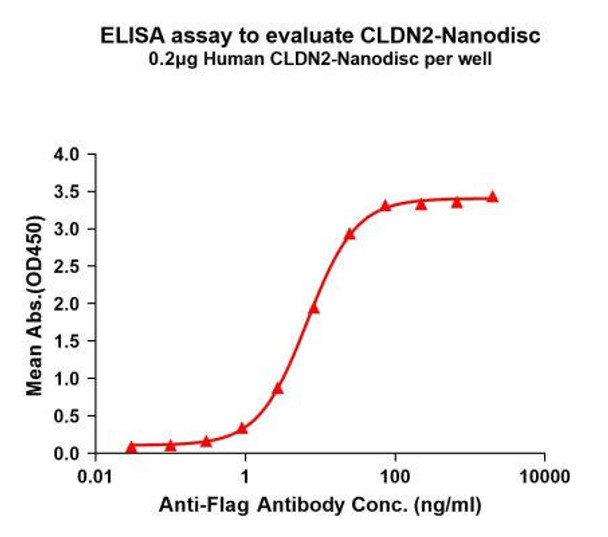 Human CLDN2 Full-Length Bioactive Membrane Protein (HDFP063)