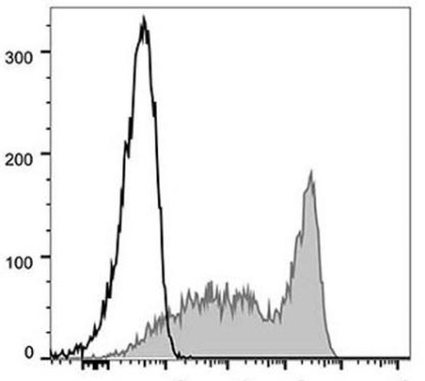 FITC Anti-Mouse CD90.2 Antibody [30H12] (AGEL1212)
