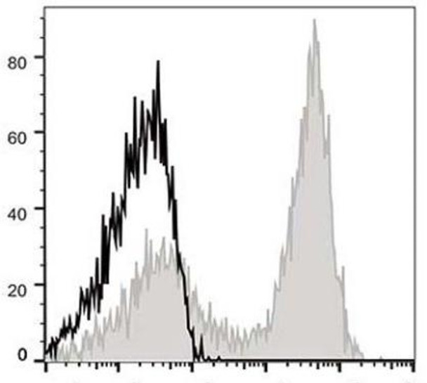 APC Anti-Mouse CD90.2 Antibody [30H12] (AGEL1214)