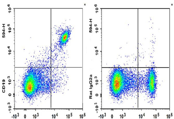 PE/GenieFluor 594 Anti-Mouse CD19 Antibody [1D3] (AGEL3168)