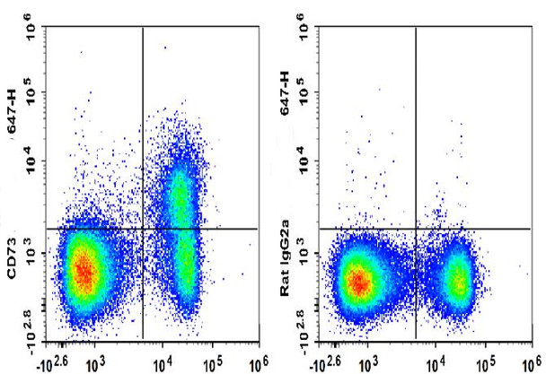 GenieFluor 647 Anti-Mouse CD73 Antibody [TY/23] (AGEL3359)