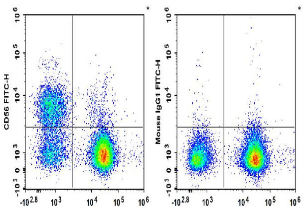 FITC Anti-Human CD56 Antibody [B-A19] (AGEL3417)