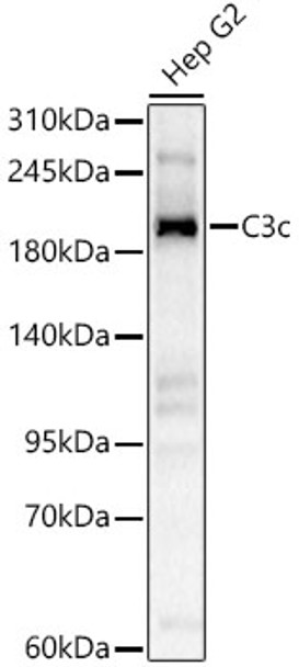 Western blot analysis of Hep G2, using C3c Rabbit pAb (CAB23938) at 1:2000 dilution. Secondary antibody: HRP Goat Anti-Rabbit IgG (H+L) at 1:10000 dilution. Lysates/proteins: 25μg per lane. Blocking buffer: 3% nonfat dry milk in TBST.