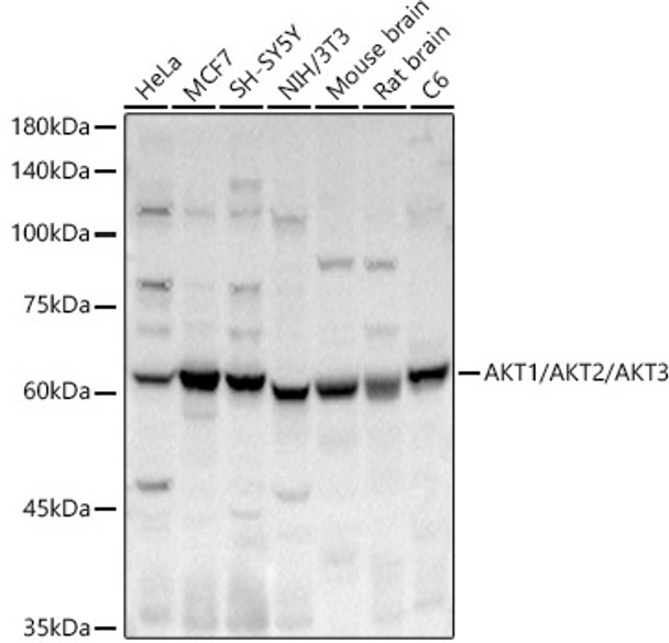 Western blot analysis of various lysates, using AKT1/AKT2/AKT3 Rabbit pAb (CAB24477) at 1:700 dilution. Secondary antibody: HRP Goat Anti-Rabbit IgG (H+L) at 1:10000 dilution. Lysates/proteins: 25ug per lane. Blocking buffer: 3% nonfat dry milk in TBST.