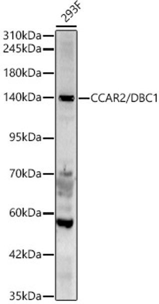 Western blot analysis of 293F, using CCAR2/DBC1 Rabbit pAb (CAB24534) at 1:2000 dilution. Secondary antibody: HRP Goat Anti-Rabbit IgG (H+L) at 1:10000 dilution. Lysates/proteins: 25ug per lane. Blocking buffer: 3% nonfat dry milk in TBST.