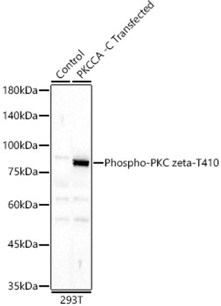 Western blot analysis of 293F, using Phospho-PKC zeta-T410 antibody (CABP0433) at 1:400 dilution. Secondary antibody: HRP Goat Anti-Rabbit IgG (H+L) at 1:10000 dilution. Lysates/proteins: 25μg per lane. Blocking buffer: 3% nonfat dry milk in TBST.