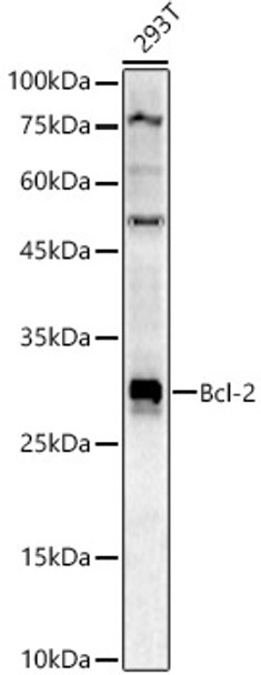 Western blot analysis of 293T, using Bcl-2 antibody (CAB0208) at 1:900 dilution. Secondary antibody: HRP Goat Anti-Rabbit IgG (H+L) at 1:10000 dilution. Lysates/proteins: 25μg per lane. Blocking buffer: 3% nonfat dry milk in TBST.