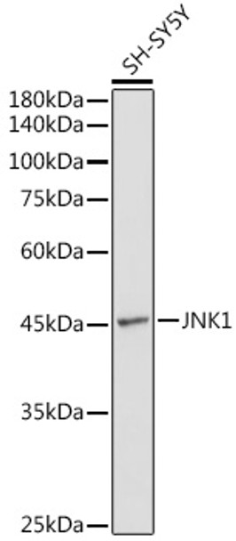 Western blot analysis of extracts of SH-SY5Y cells, using JNK1 antibody (CAB0288) at 1:1000 dilution. Secondary antibody: HRP Goat Anti-Rabbit IgG (H+L) at 1:10000 dilution. Lysates/proteins: 25μg per lane. Blocking buffer: 3% nonfat dry milk in TBST.